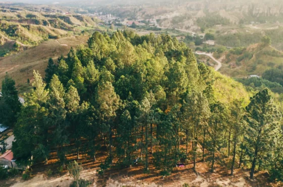 Los Pinos Mirador